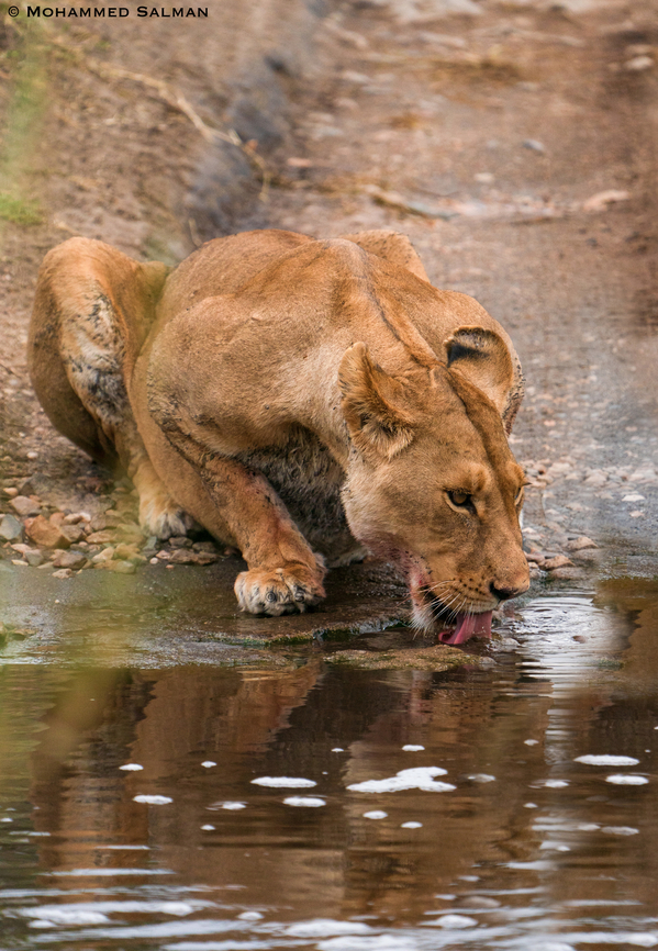 A Lioness quenching her thirst || Central Serengeti || Aug 2022 Lion,Panthera leo