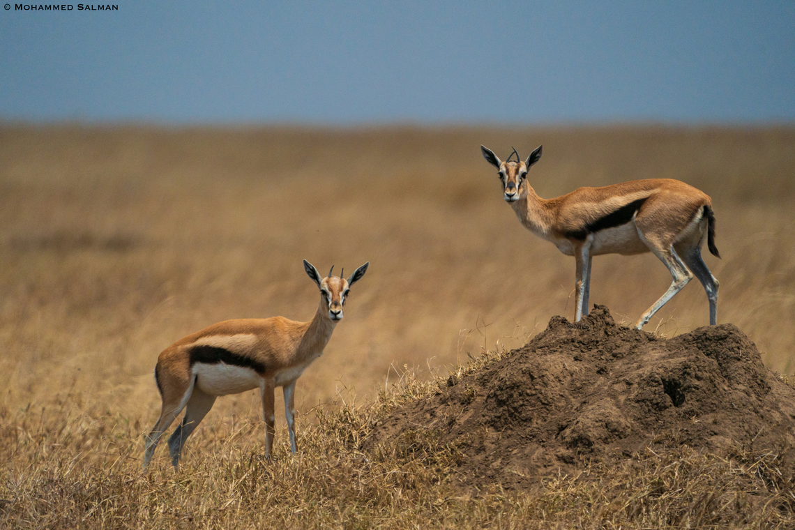 Thomson's gazelle || Central Serengeti || Aug 2022 Eudorcas thomsonii,Thomsons gazelle