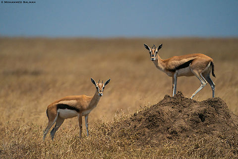 Thomson's gazelle || Central Serengeti || Aug 2022 Eudorcas thomsonii,Thomsons gazelle