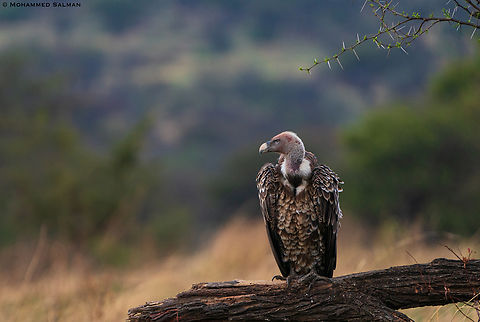 Ruppell's griffon vulture || North Serengeti || Aug 2022 Gyps rueppellii,Rüppells Vulture
