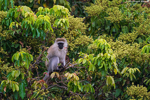 Vervet monkey || North Serengeti || Aug 2022 Chlorocebus pygerythrus,Vervet monkey