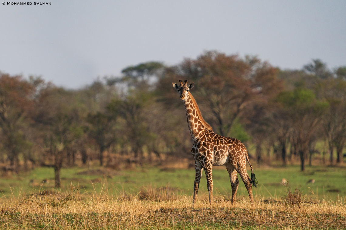 Giraffe || North Serengeti || Aug 2022<br />
 Giraffa camelopardalis,Northern Giraffe