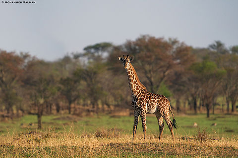 Giraffe || North Serengeti || Aug 2022
 Giraffa camelopardalis,Northern Giraffe