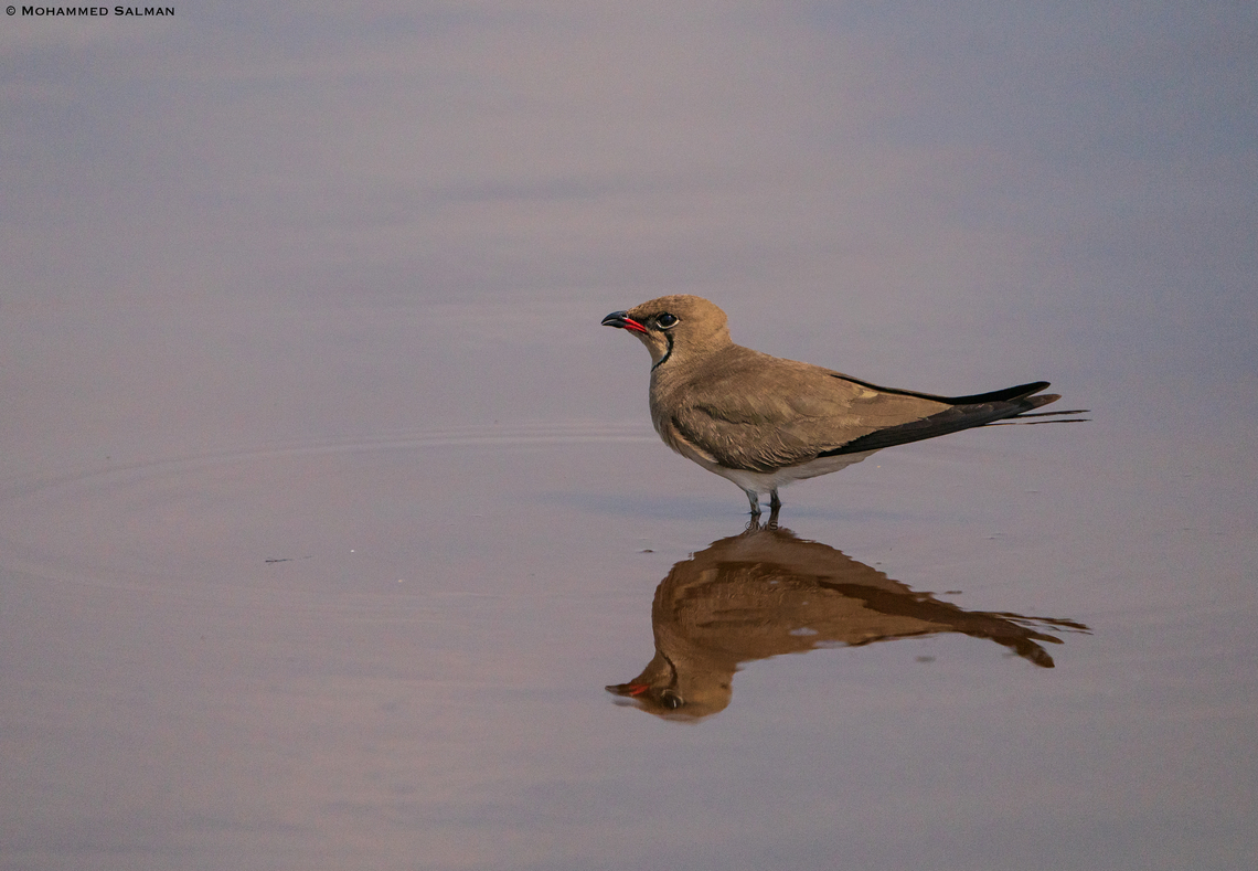 Collared Pratincole reflections || Central Serengeti || Aug 2022 Glareola pratincola,collared pratincole