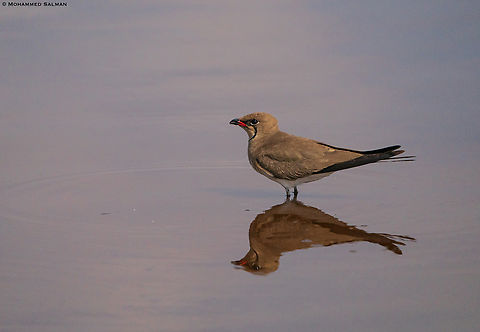 Collared Pratincole reflections || Central Serengeti || Aug 2022 Glareola pratincola,collared pratincole