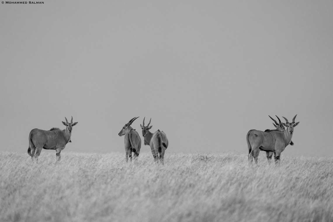 Eland in greyscale || Central Serengeti || Aug 2022 Common eland,Taurotragus oryx