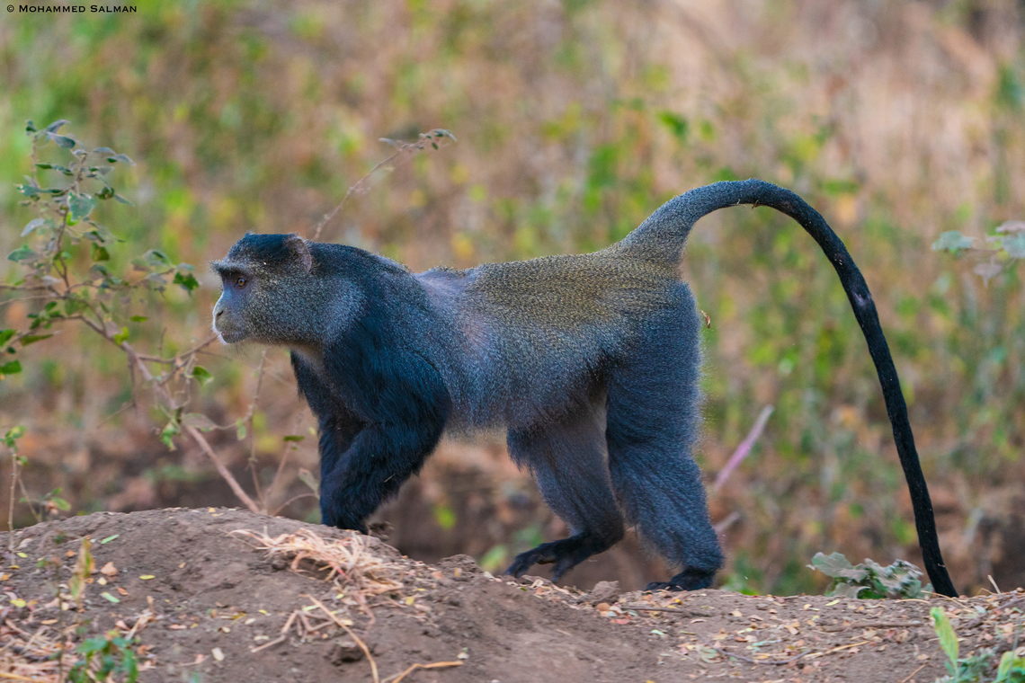 Blue monkey || Lake Manyara National Park || Aug 2022 Blue monkey,Cercopithecus mitis