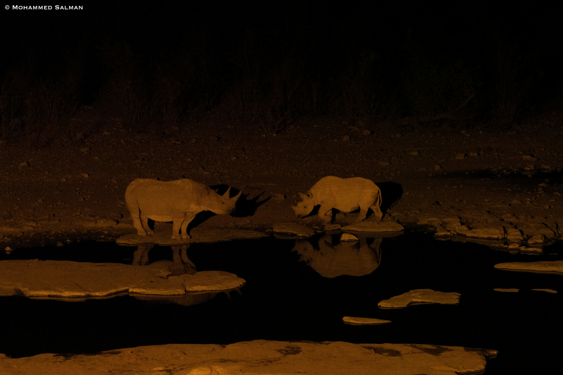 South-western black rhino || Etosha || Oct 2018<br />
 Diceros bicornis occidentalis,South-western black rhinoceros