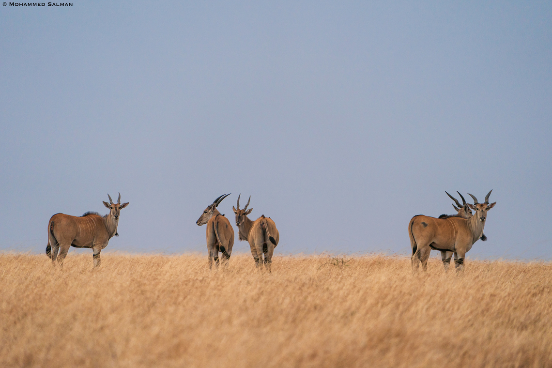 Eland || Central Serengeti || Aug 2022 Common eland,Taurotragus oryx