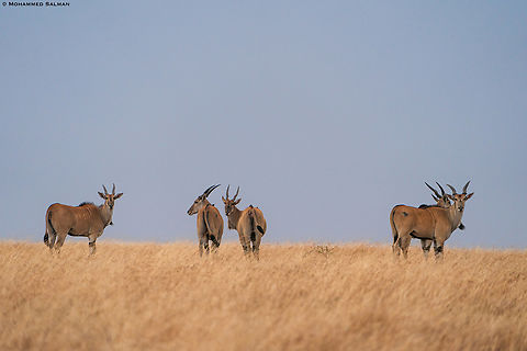 Eland || Central Serengeti || Aug 2022 Common eland,Taurotragus oryx