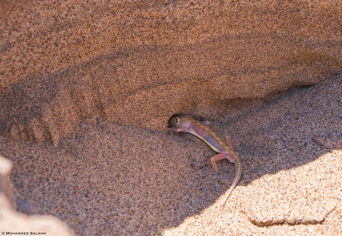 Namib sand gecko || Skeleton Coast National Park || Oct 2018<br />
Namib sand geckos or Web-footed geckos get their names because of their webbed feet. The feet aid them in grip for the loose sand that they live on. The small stretches of skin in between the toes also help them burrow if running is not an option. They can disappear under the sand in seconds. Namib sand gecko,Pachydactylus rangei