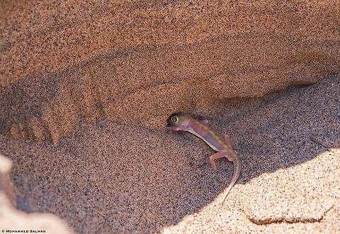 Namib sand gecko || Skeleton Coast National Park || Oct 2018
Namib sand geckos or Web-footed geckos get their names because of their webbed feet. The feet aid them in grip for the loose sand that they live on. The small stretches of skin in between the toes also help them burrow if running is not an option. They can disappear under the sand in seconds. Namib sand gecko,Pachydactylus rangei