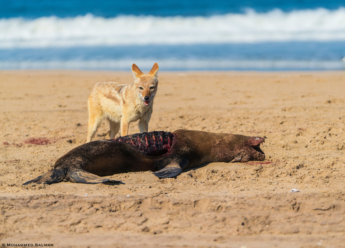 A Cape jackal feeding on a cape fur seal || Sandwich harbour || Oct 2018 Arctocephalus pusillus,Brown fur seal