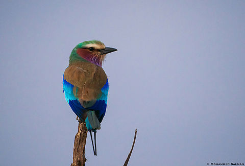 Lilac-breasted roller || Tarangire || Aug 2022 Coracias caudatus,Lilac-breasted roller