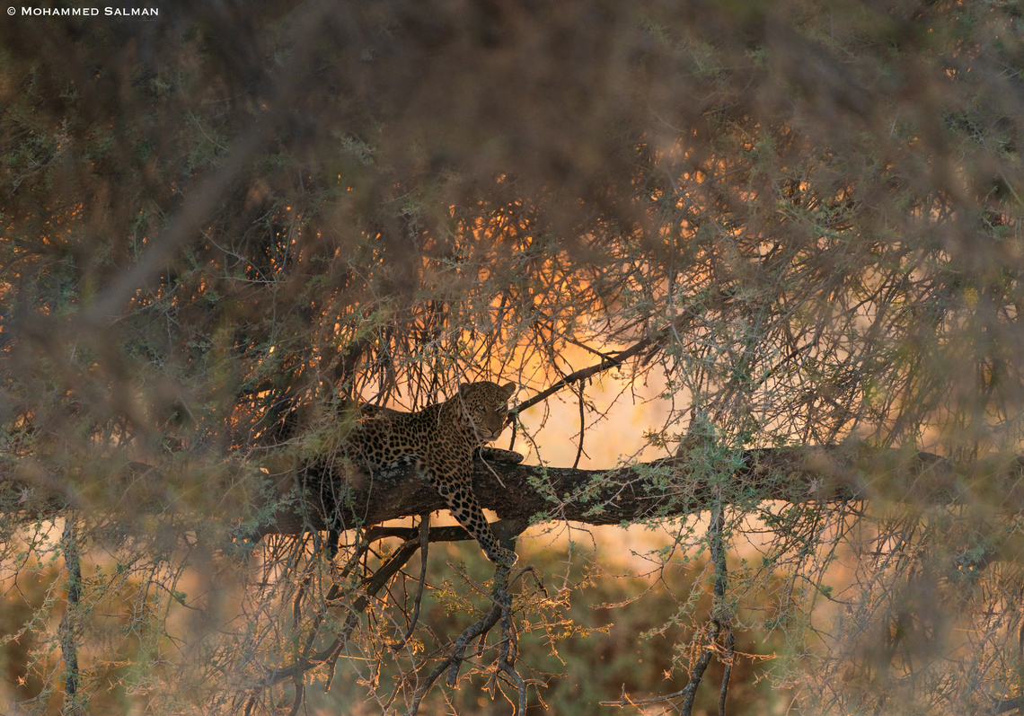 leopard in golden light || Tarangire || Aug 2022<br />
 African Leopard,Panthera pardus pardus