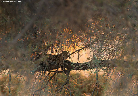 leopard in golden light || Tarangire || Aug 2022
 African Leopard,Panthera pardus pardus