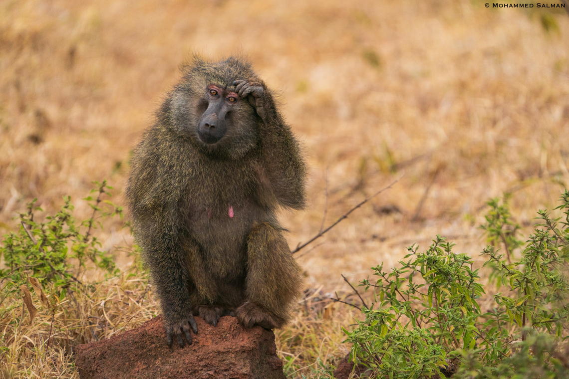 Olive baboon || Ngorongoro Crater || Aug 2022<br />
 Olive baboon,Papio anubis