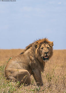 Lion || Central Serengeti || Aug 2022 Lion,Panthera leo