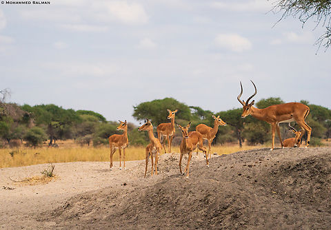 Impalas || Tarangire || Aug 2022 Aepyceros melampus,Impala
