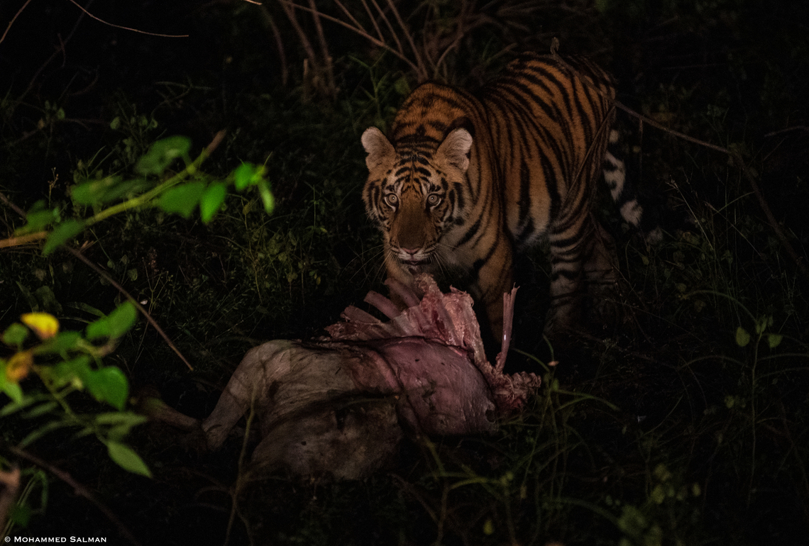 Tiger with Cow kill || Panpatha buffer, Bandhavgarh || Oct 2021<br />
 Bengal tiger,Panthera tigris tigris