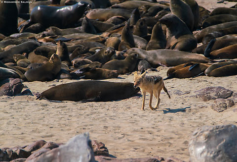 A black-backed Jackal  prowls the edges of the seal colony looking for an opportunity to scavenge || Cape cross seal reserve || Oct 2018 Black-backed jackal,Canis mesomelas
