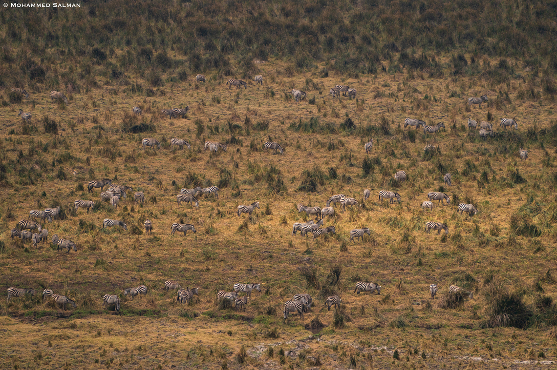 Zebras in the plains of the Ngorongoro Crater || Aug 2022<br />
 Equus quagga,Plains zebra