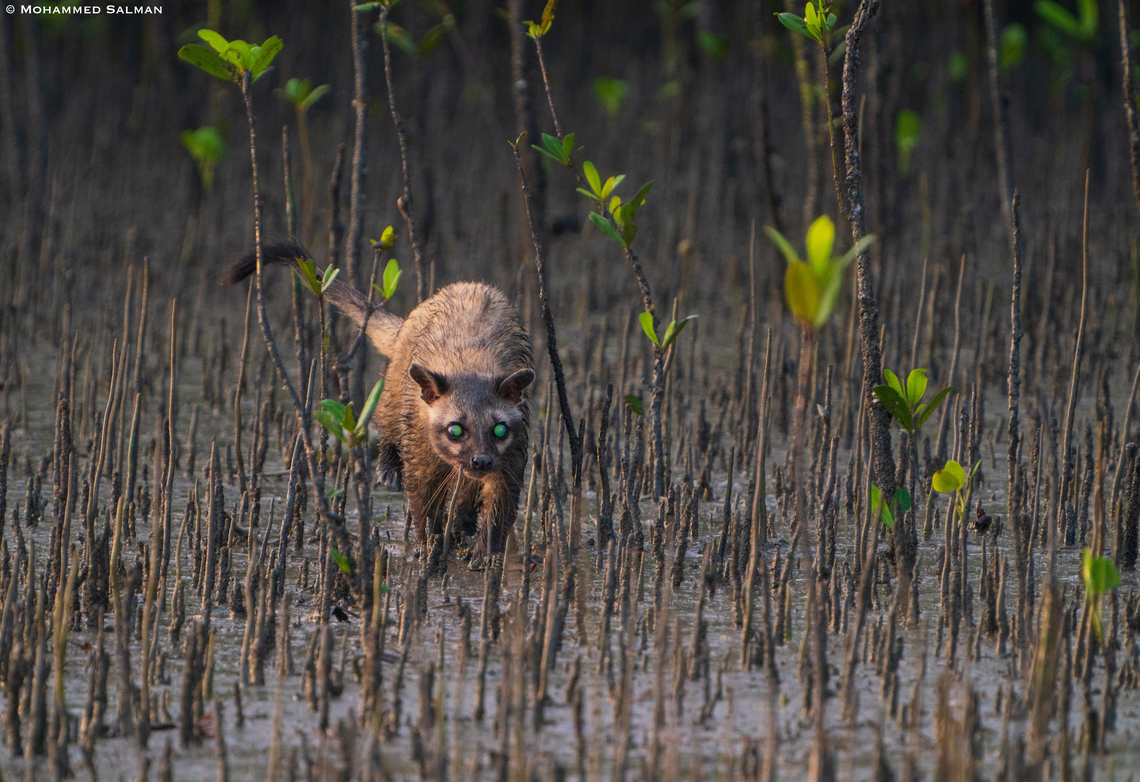 Asian Palm Civet || Sunderbans || July 2022<br />
 Asian palm civet,Paradoxurus hermaphroditus