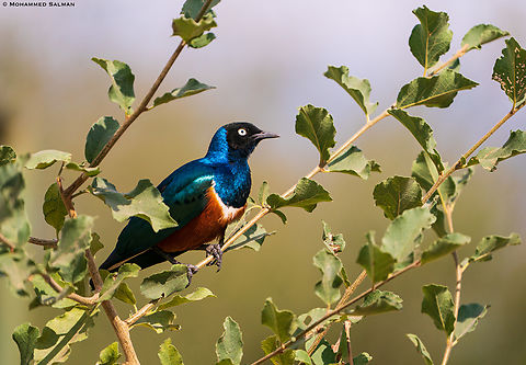 Superb starling || Tarangire || Aug 2022 Lamprotornis superbus,Superb Starling