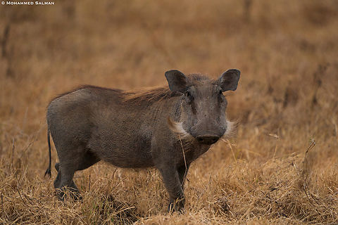 Warthog || Ngorongoro Crater || Aug 2022 Common warthog,Phacochoerus africanus