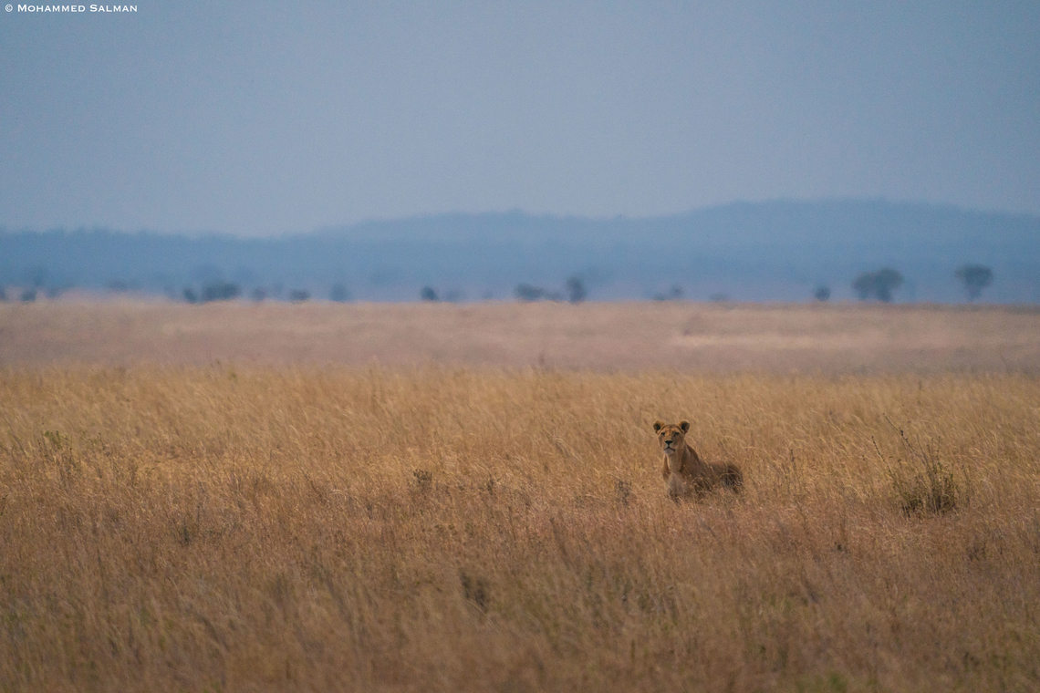 Lioness in the Serengeti plains || Aug 2022<br />
 Lion,Panthera leo