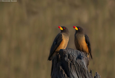 Yellow-billed oxpeckers || Central Serengeti || Aug 2022 Buphagus africanus,Yellow-billed oxpecker