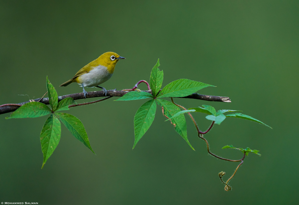 Oriental white-eye || Bangalore || Oct 2022 Oriental White-eye,Zosterops palpebrosus