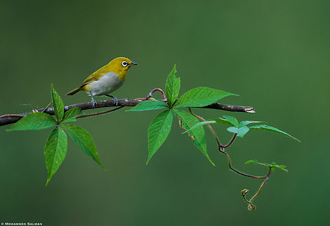 Oriental white-eye || Bangalore || Oct 2022 Oriental White-eye,Zosterops palpebrosus
