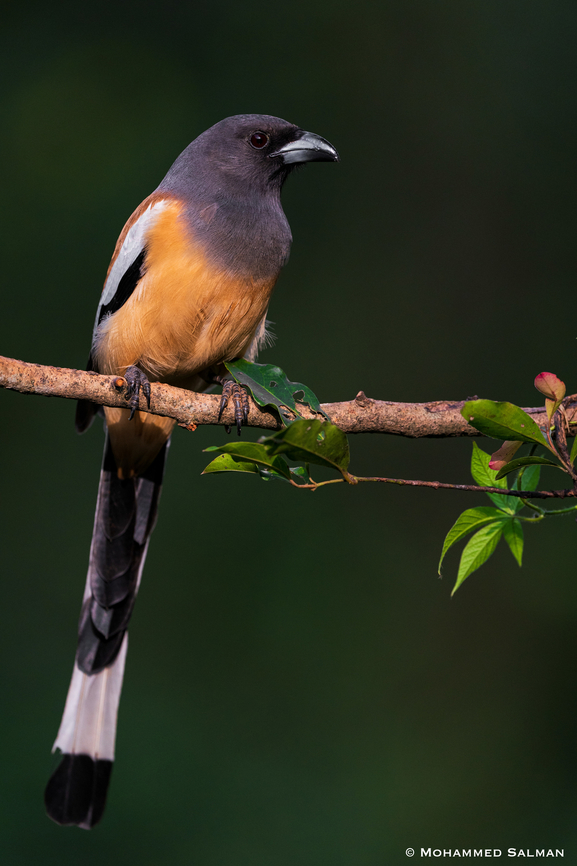 Rufous treepie || Bangalore || Oct 2022<br />
 Dendrocitta vagabunda,Rufous Treepie