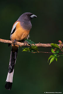 Rufous treepie || Bangalore || Oct 2022
 Dendrocitta vagabunda,Rufous Treepie