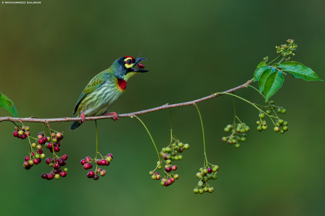Coppersmith barbet feeding || Bangalore || Oct 2022 Coppersmith Barbet,Megalaima haemacephala