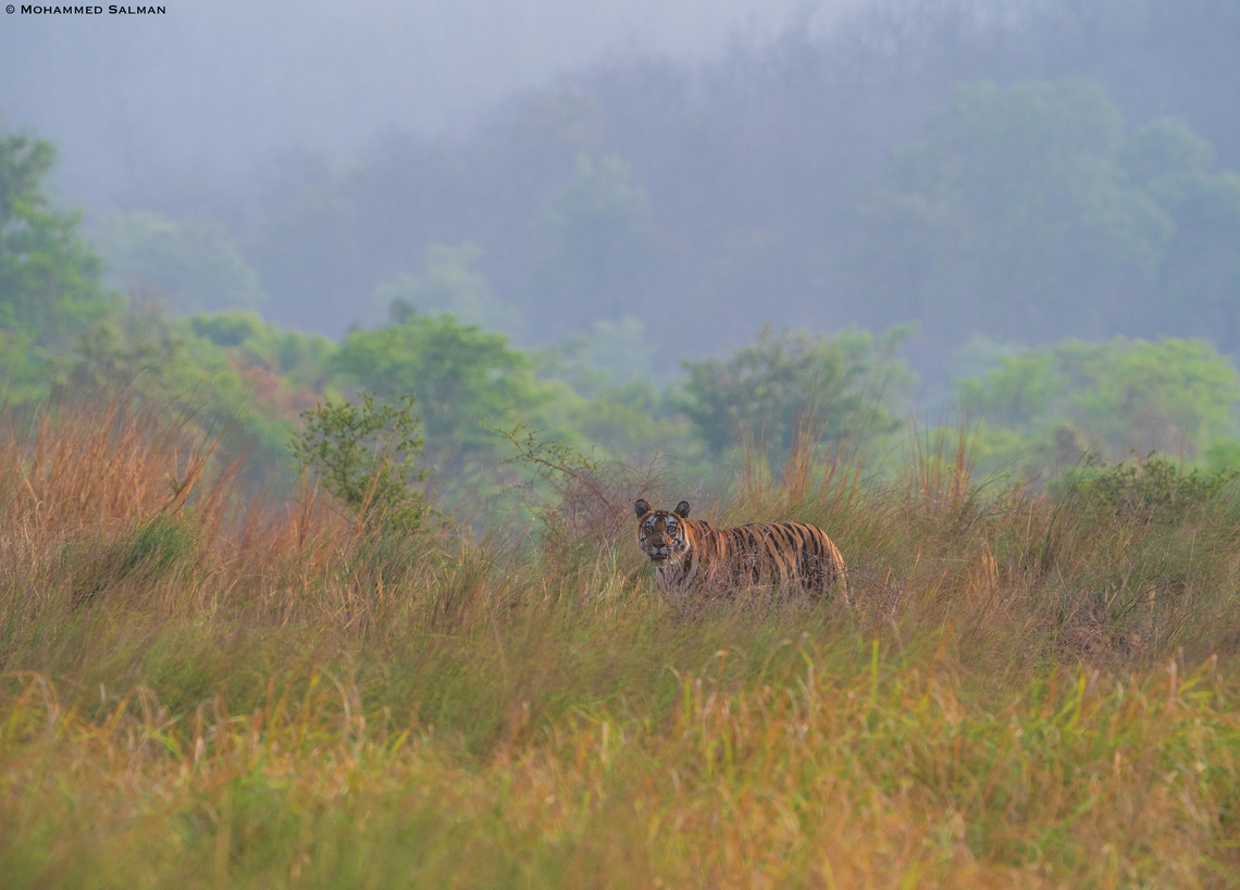 Tiger in the grasslands of Panna || May 2022<br />
 Bengal tiger,Panthera tigris tigris