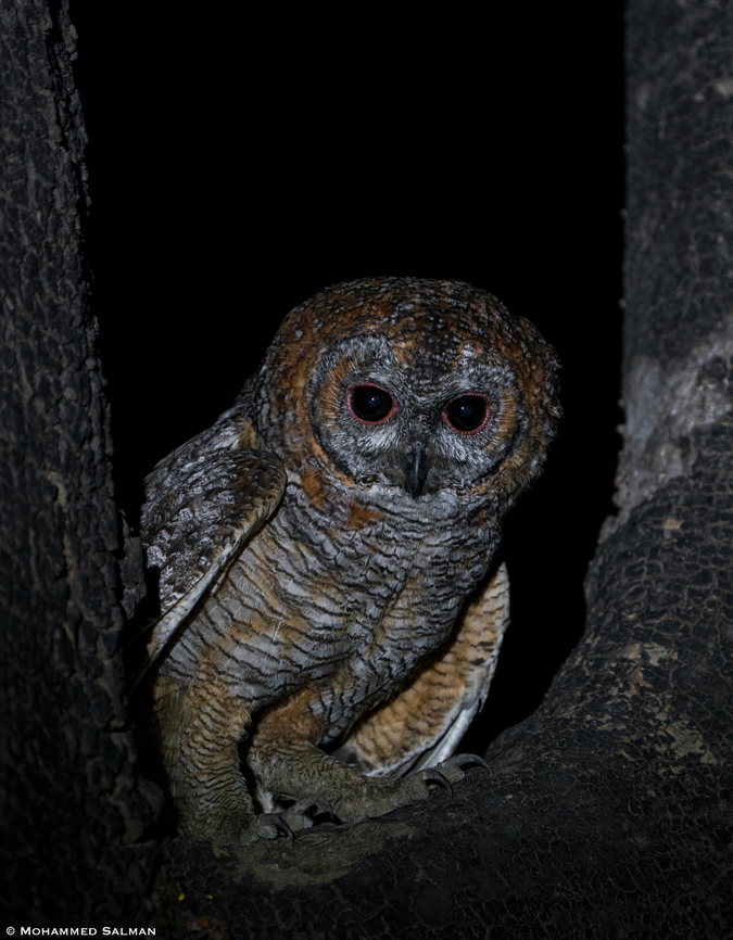 Mottled wood owl || Panna || May 2022 Strix ocellata,mottled wood owl