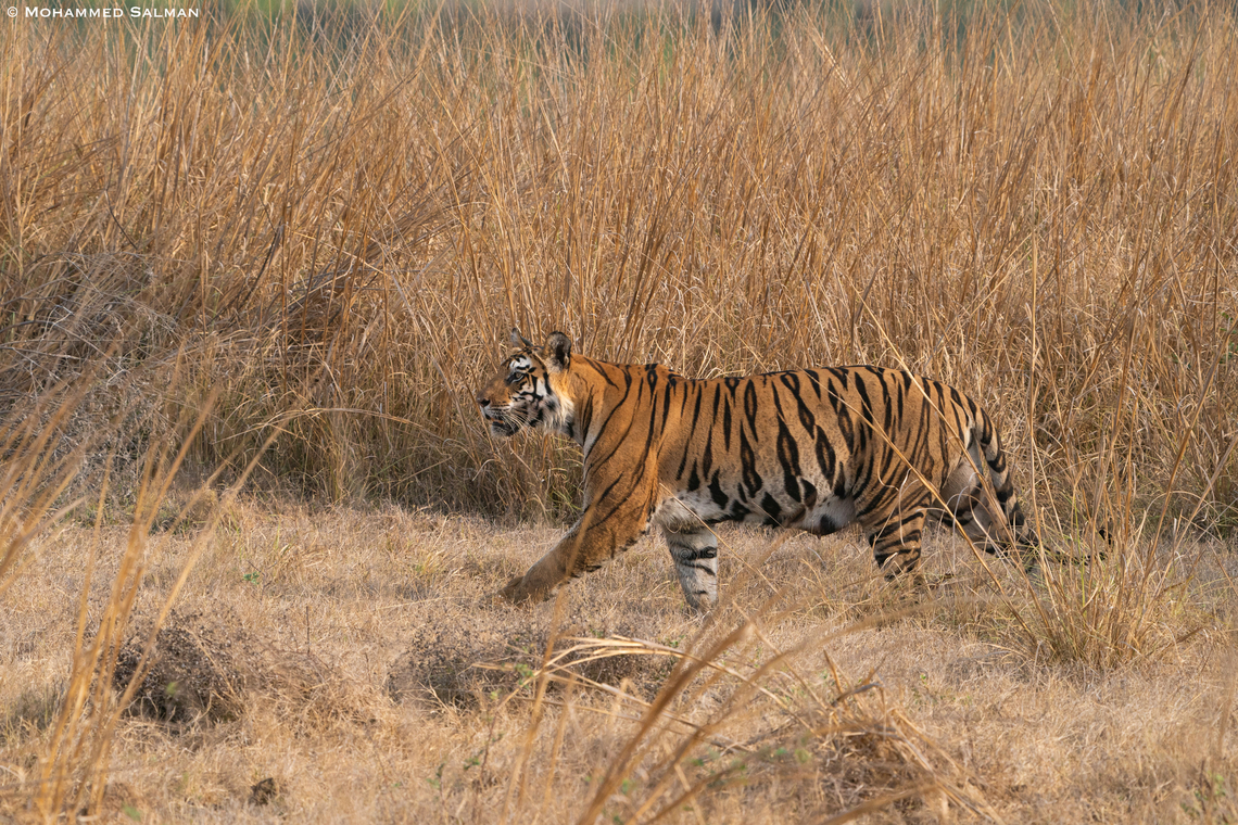 P-141 || Panna || May 2022 Bengal tiger,Panthera tigris tigris