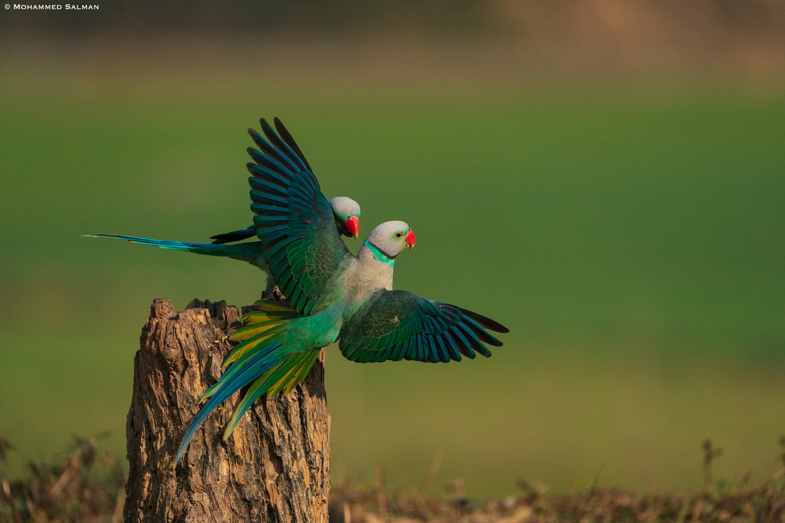 Malabar Parakeets in action || Feb 2022 || Western Ghats, Shivamogga Malabar parakeet,Psittacula columboides