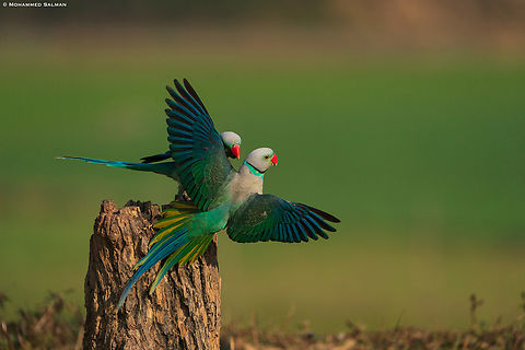 Malabar Parakeets in action || Feb 2022 || Western Ghats, Shivamogga Malabar parakeet,Psittacula columboides