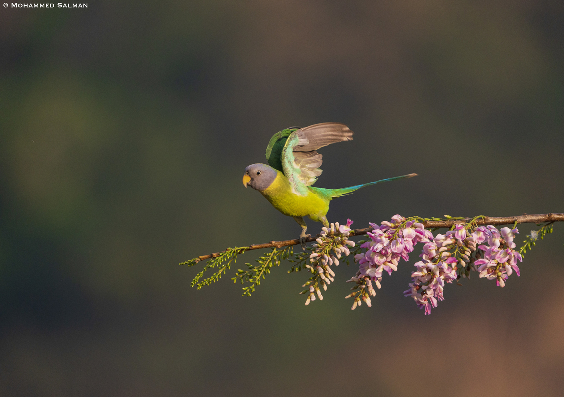 A female Plum-headed parakeet takes off || Feb 2022 || Western Ghats, Shivamogga Plum-headed Parakeet,Psittacula cyanocephala