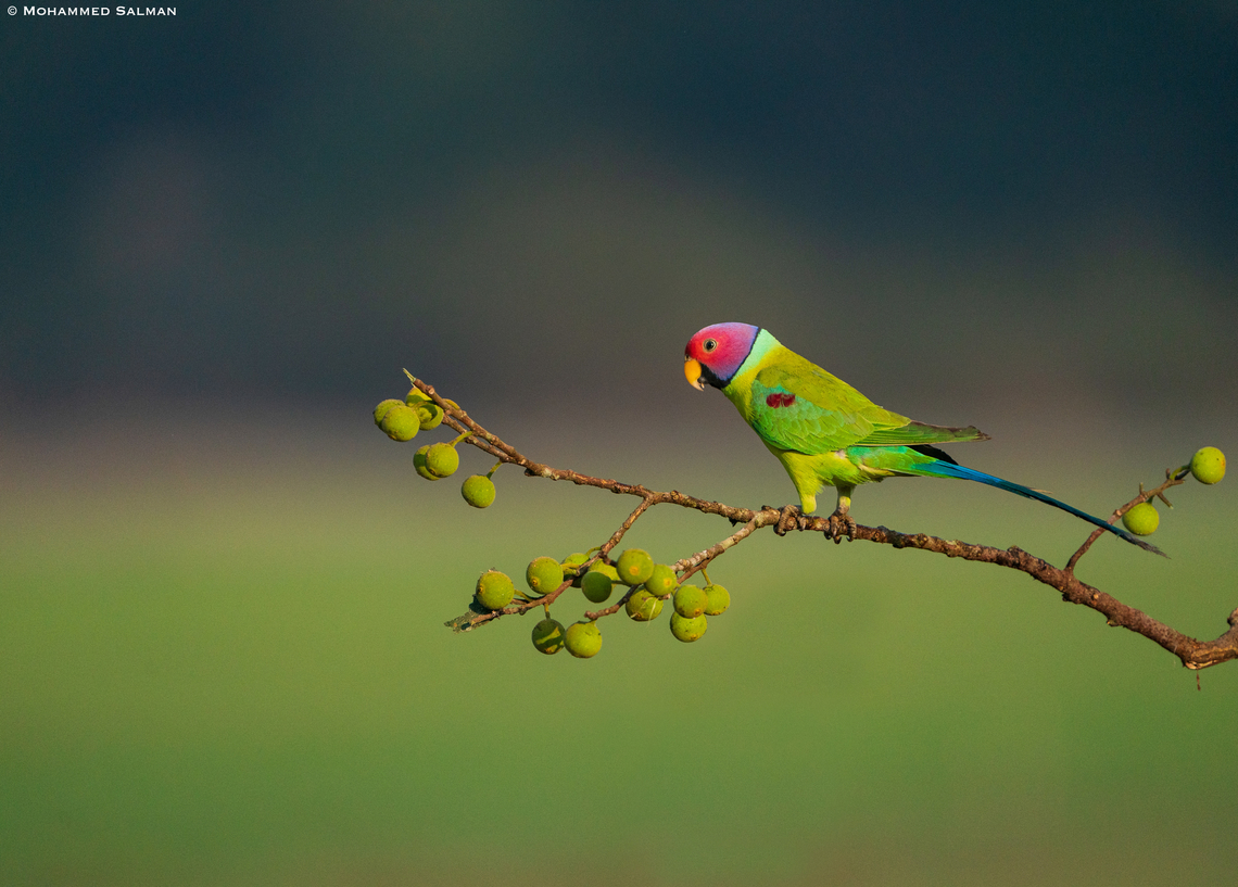 Plum-headed parakeet male || Feb 2022 || Western Ghats, Shivamogga<br />
 Plum-headed Parakeet,Psittacula cyanocephala