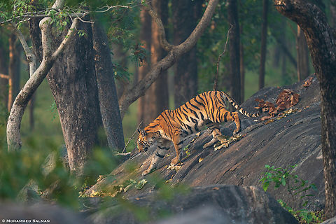 Tiger on the rocks || Pench, M.P || Nov 2022 Bengal tiger,Panthera tigris tigris
