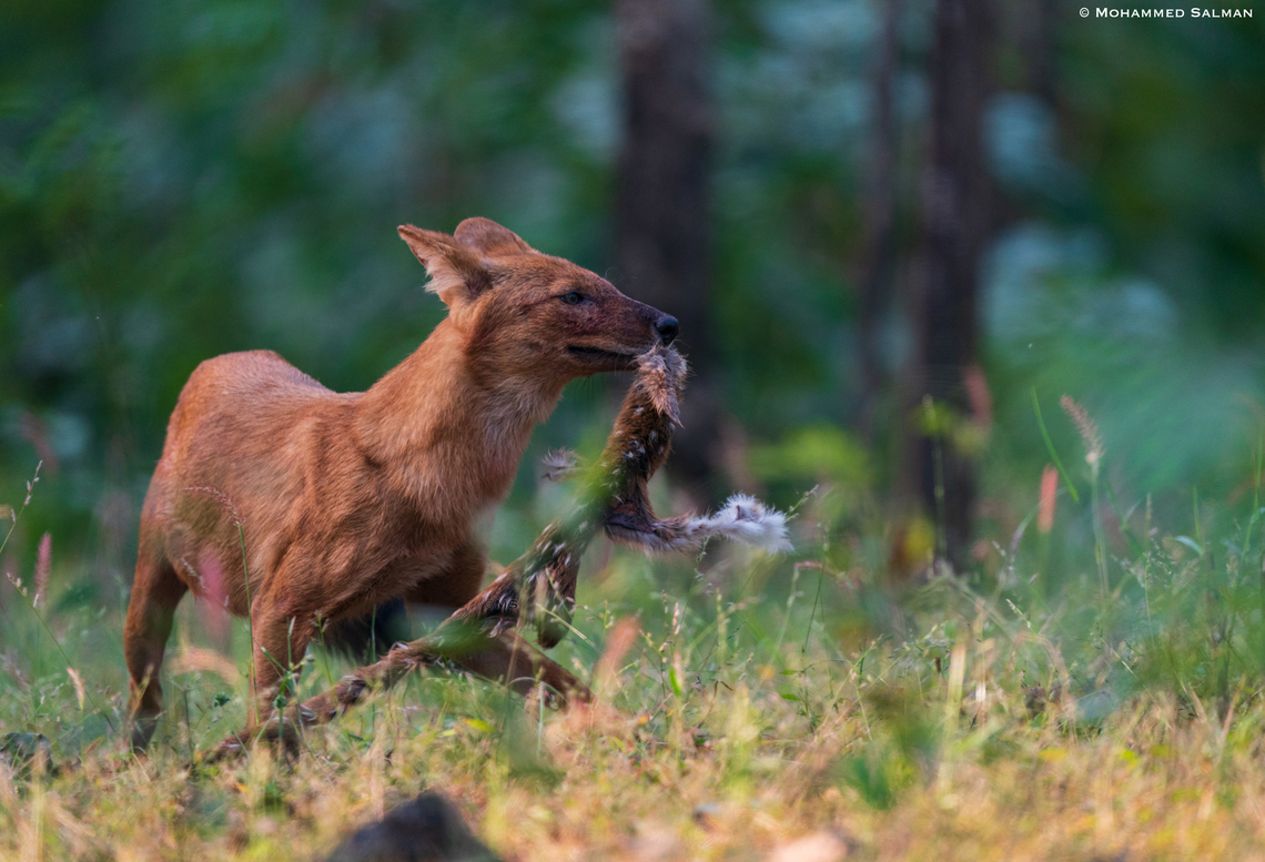 Wild Dog with scrap of Spotted Deer || PENCH, M.P || NOV 2022<br />
 Cuon alpinus,Dhole