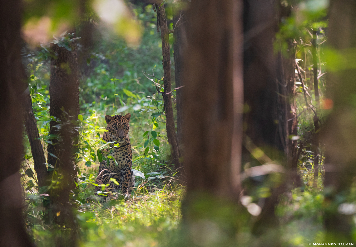leopard in the woods || Pench, Rukhad, M.P || Nov 2022 Leopard,Panthera pardus