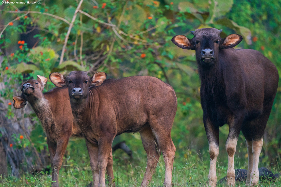 Gaur with calves || Pench, M.P || Nov 2022<br />
 Bos gaurus,Gaur