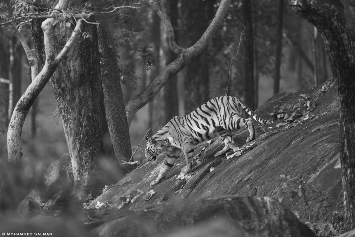 Greyscale Tiger || Pench, M.P || Nov 2022 Bengal tiger,Panthera tigris tigris