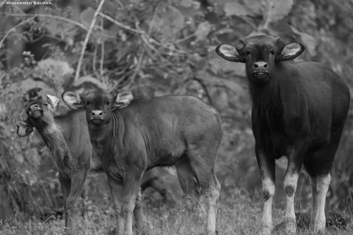 Gaur in monochrome || Pench, M.P || Nov 2022 Bos gaurus,Gaur