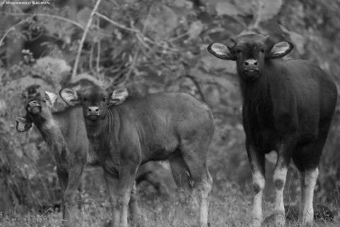 Gaur in monochrome || Pench, M.P || Nov 2022 Bos gaurus,Gaur